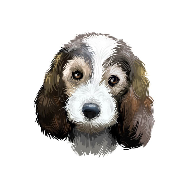 Μικρό Basset Griffon Vend en ή PBGV κυνηγόσκυλο με κοντό πόδι τύπου Γαλλικό καλλιτεχνικό απεικόνισμα φυλών σκύλου απομονωμένο σε απεικόνιση αποθεμάτων