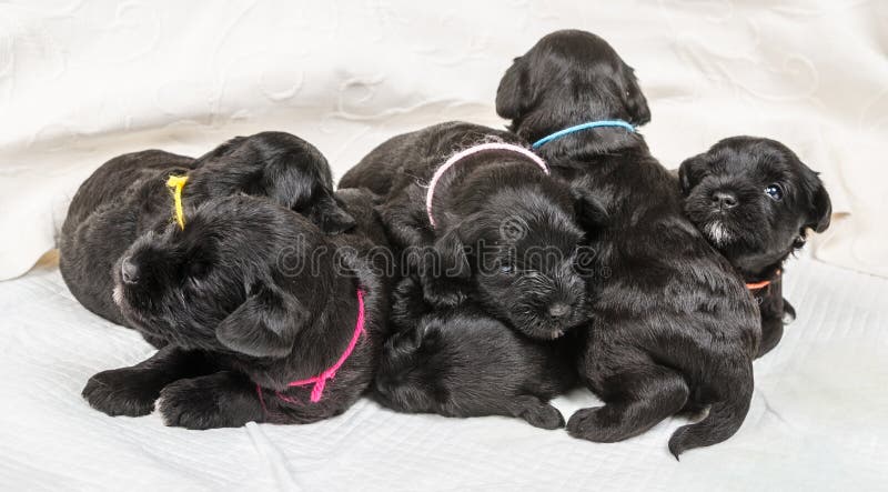 Μικρό puppi μικροσκοπικό Schnauzer ομάδας στοκ φωτογραφία με δικαίωμα ελεύθερης χρήσης Μικρό puppi μικροσκοπικό Schnauzer ομάδας στοκ φωτογραφία με δικαίωμα ελεύθερης χρήσης