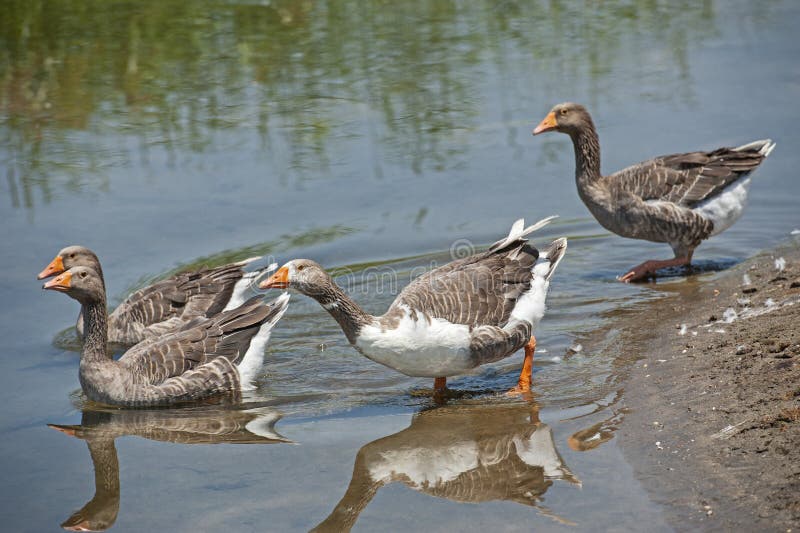Small flock of wail greylag geese waterfowl anser anser paddling in water of lake. Small flock of wail greylag geese waterfowl anser anser paddling in water of lake