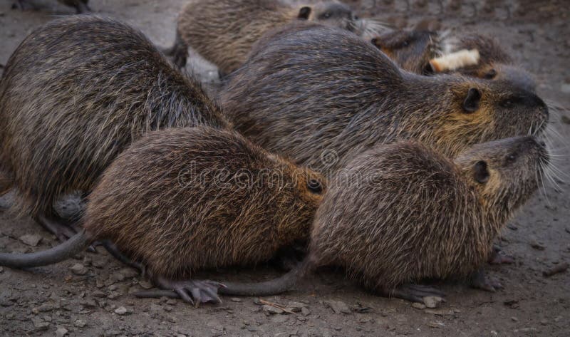 Μικρό τρωκτικό ποταμών Coypu σπάνιο στη γούνα στοκ εικόνες με δικαίωμα ελεύθερης χρήσης Μικρό τρωκτικό ποταμών Coypu σπάνιο στη γούνα στοκ εικόνες με δικαίωμα ελεύθερης χρήσης