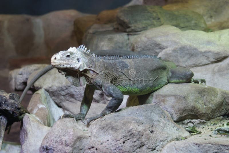 A Lesser Antilles Iguana - Iguana delicatissima. A Lesser Antilles Iguana - Iguana delicatissima