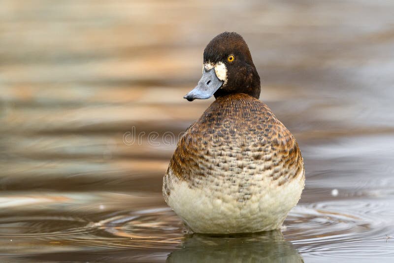 μικρότερο scaup aythya affinis γυναίκα κολυμπάει με την αντανάκλασή του σε καναδική λίμνη στοκ εικόνα