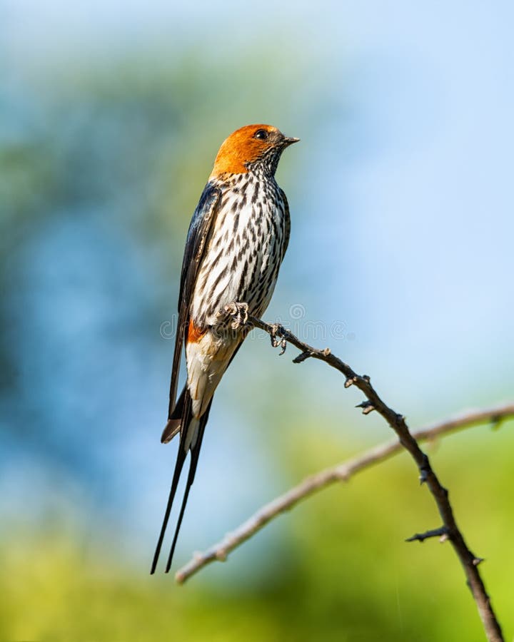 A Lesser-striped Swallow perched on a tree in Southern African savanna. A Lesser-striped Swallow perched on a tree in Southern African savanna