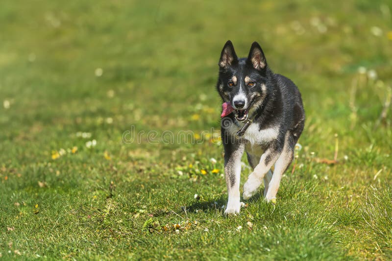 smaller male like German Shepherd Dog. smaller male like German Shepherd Dog