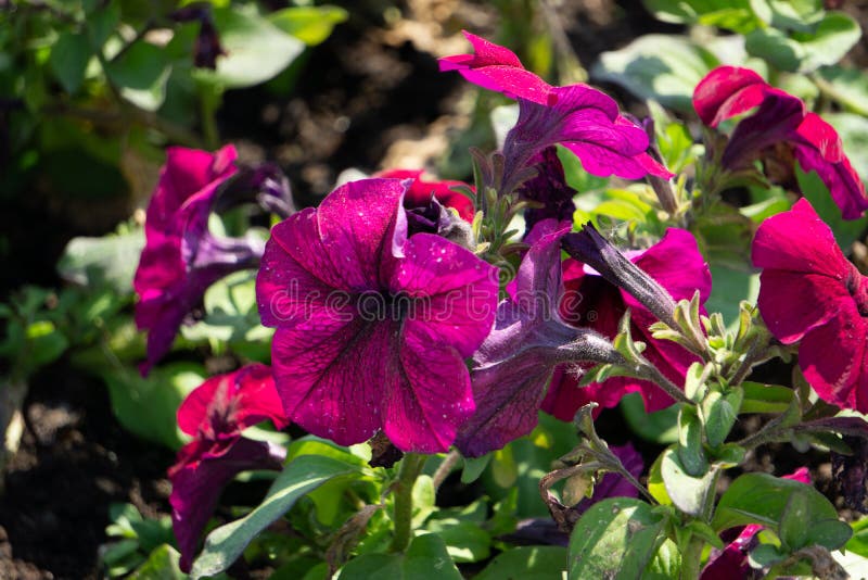 Μικτά λουλούδια πετουνιών Πετούνια στη Floral εικόνα υποβάθρου λεπτομέρειας Όμορφη ταπετσαρία λουλουδιών πετουνιών Η πολύχρωμη πε στοκ εικόνα