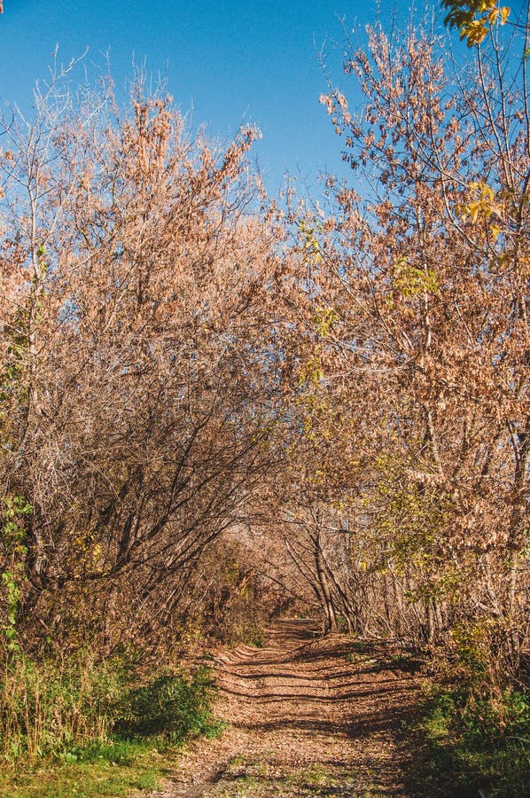 Μικτό forestalley φθινοπώρου στοκ φωτογραφία με δικαίωμα ελεύθερης χρήσης