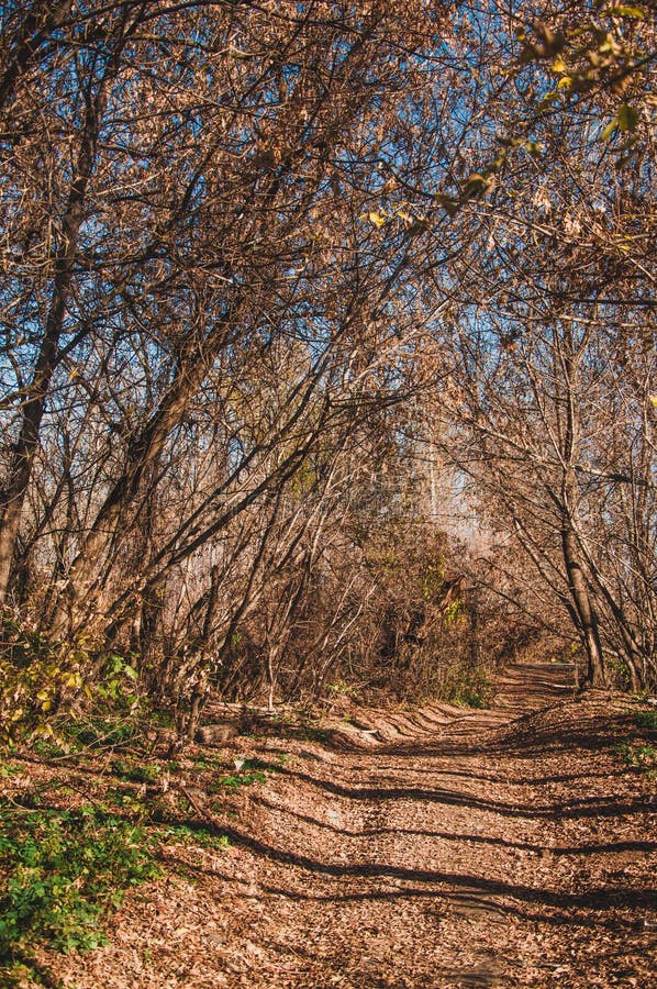 Μικτό forestalley φθινοπώρου στοκ φωτογραφία