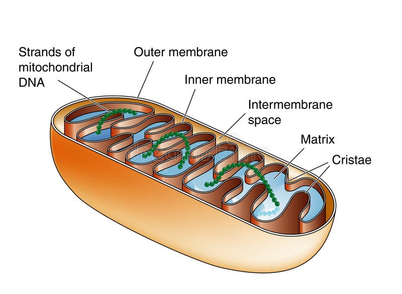 Oblique cross section of a single mitochondrion, showing detail of the membranes and mitochondrial DNA. Oblique cross section of a single mitochondrion, showing detail of the membranes and mitochondrial DNA