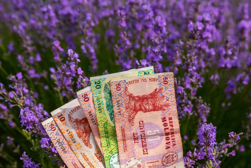 Μολδαβικά χρήματα εγγράφου στα πλαίσια lavender στοκ εικόνες