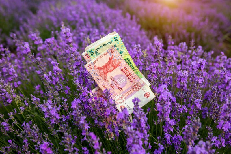 Μολδαβικά χρήματα εγγράφου στα πλαίσια lavender στοκ εικόνες με δικαίωμα ελεύθερης χρήσης