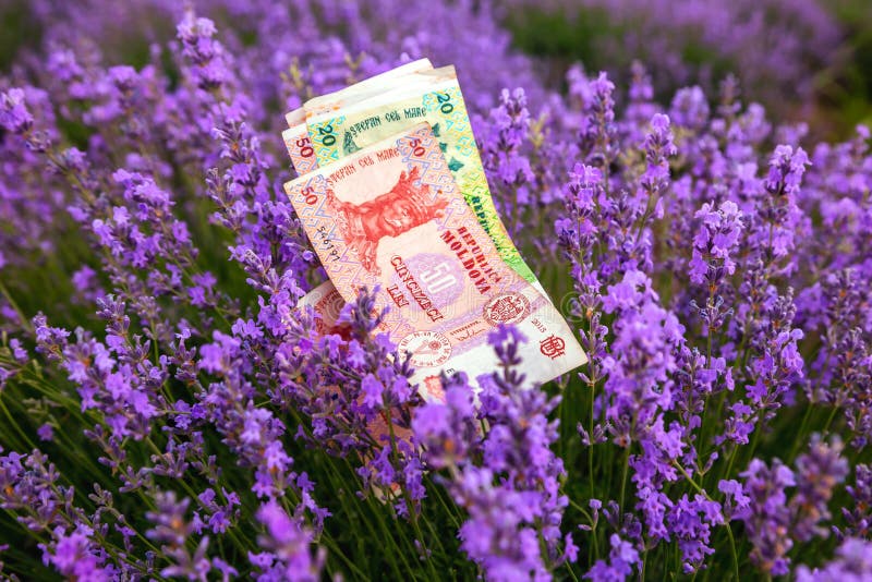 Μολδαβικά χρήματα εγγράφου στα πλαίσια lavender στοκ φωτογραφία με δικαίωμα ελεύθερης χρήσης