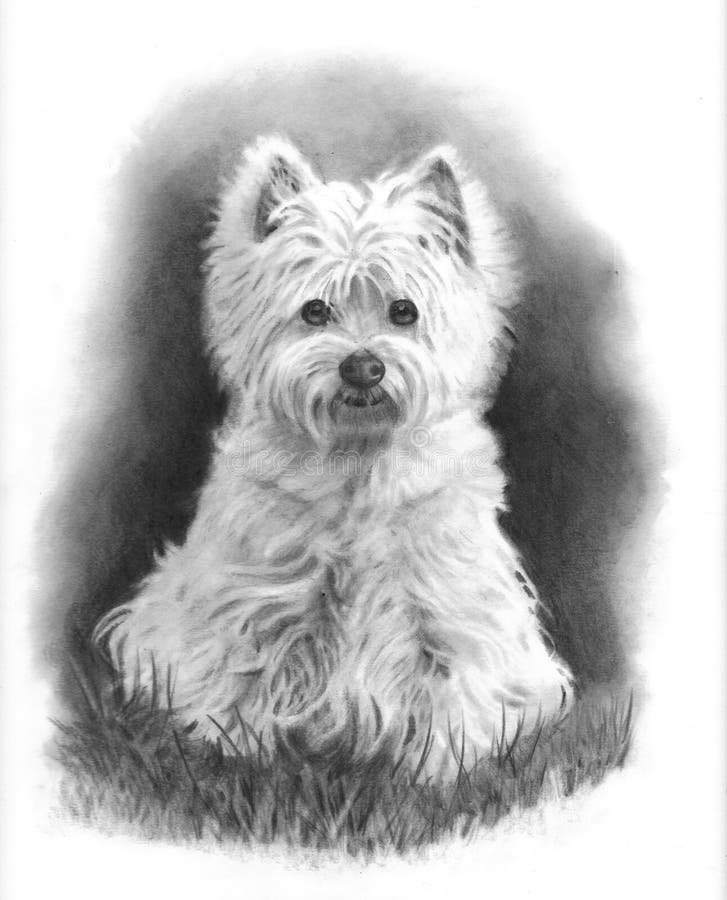 Freehand pencil drawing of a West Highland White Terrier dog. Freehand pencil drawing of a West Highland White Terrier dog.