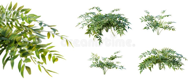 μονάδα bowenia spectabililis με επιλεκτική εστίαση απομονωμένη σε διαφανές φόντο 3d απόδοση. διανυσματική απεικόνιση