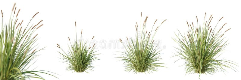 μονάδα carex brunnea με επιλεκτική εστίαση απομονωμένη σε λευκό φόντο 3d απόδοση. απεικόνιση αποθεμάτων