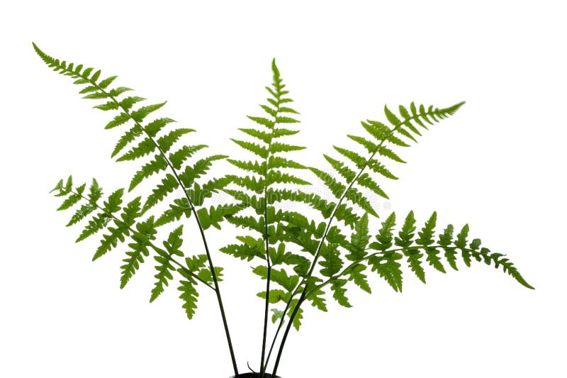Μονάδα Full and Lush Fern απεικόνιση αποθεμάτων