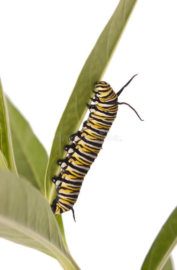 Μονάρχης Caterpillar στοκ εικόνες Μονάρχης Caterpillar στοκ εικόνες