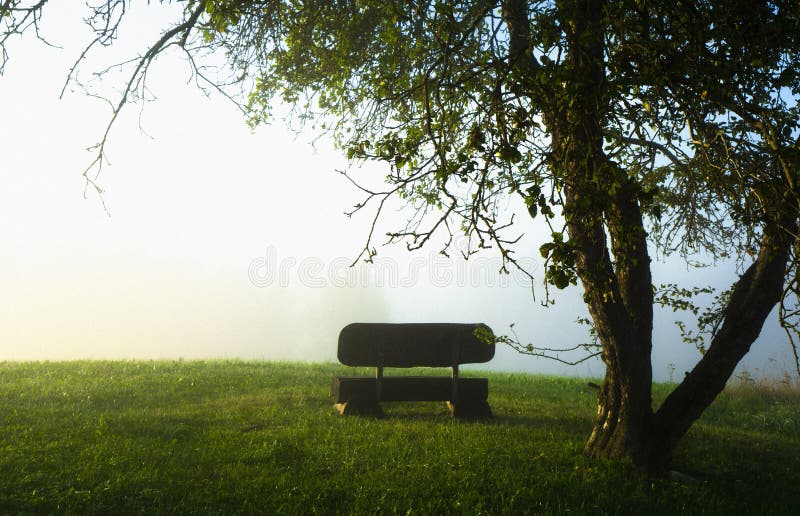 Old wooden bench under the apple tree on a misty foggy summer morning on a mountain top with green fresh grass. Old wooden bench under the apple tree on a misty foggy summer morning on a mountain top with green fresh grass