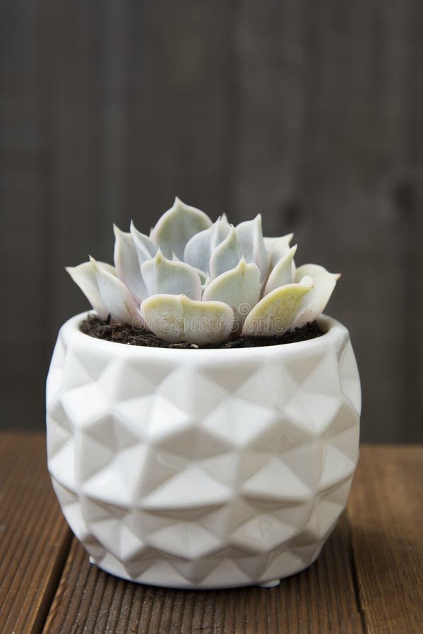 Μοντέρνες succulent εγκαταστάσεις echeveria που απομονώνονται Διακοσμητικές εσωτερικές εγκαταστάσεις στο άσπρο μοντέρνο δοχείο ξύ στοκ εικόνα Μοντέρνες succulent εγκαταστάσεις echeveria που απομονώνονται Διακοσμητικές εσωτερικές εγκαταστάσεις στο άσπρο μοντέρνο δοχείο ξύ στοκ εικόνα