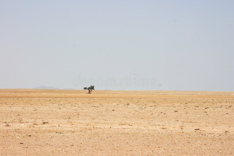 Single tree in desolate landscape of sand and desert in Solitaire, Nambia. Single tree in desolate landscape of sand and desert in Solitaire, Nambia.