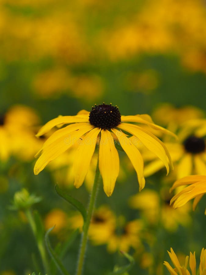 Closeup of a single black-eyed susan flower on stem with blurry background of bed of flowers in yellow and green. Closeup of a single black-eyed susan flower on stem with blurry background of bed of flowers in yellow and green.