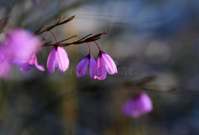 Moody spring nature scene of delicate pink and purple flowers of the native Australian Black Eyed Susan, Tetratheca shiressii, family Elaeocarpaceae, growing in heath in Sydney, NSW, Australia. Moody spring nature scene of delicate pink and purple flowers of the native Australian Black Eyed Susan, Tetratheca shiressii, family Elaeocarpaceae, growing in heath in Sydney, NSW, Australia