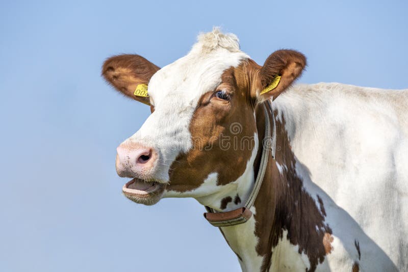 Mooing cow, mouth open, head of a red cow with white blaze, showing  gums while chewing or wailing. Mooing cow, mouth open, head of a red cow with white blaze, showing  gums while chewing or wailing