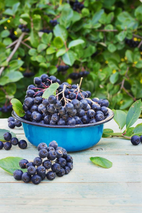 Μούρα chokeberry σε ένα κύπελλο μετάλλων στοκ φωτογραφία με δικαίωμα ελεύθερης χρήσης Μούρα chokeberry σε ένα κύπελλο μετάλλων στοκ φωτογραφία με δικαίωμα ελεύθερης χρήσης
