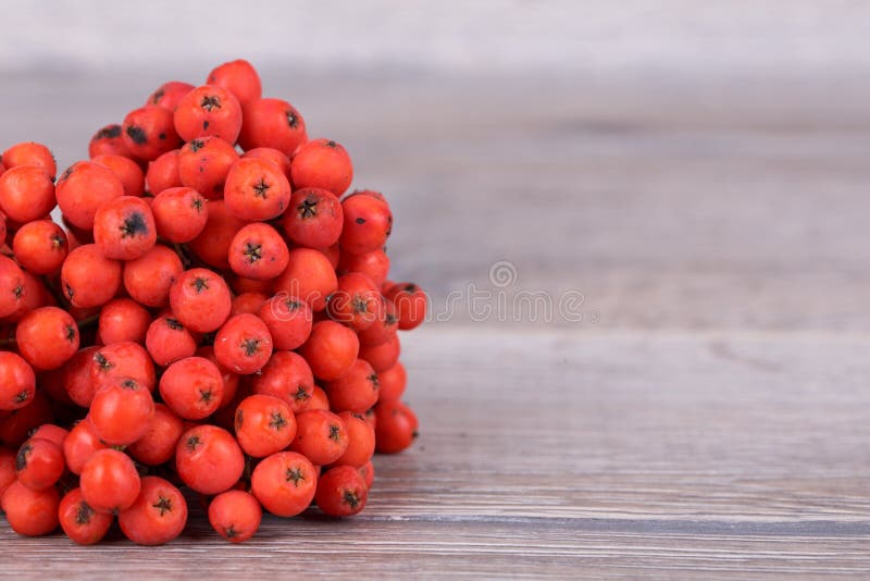 Κράμβη στοκ φωτογραφία