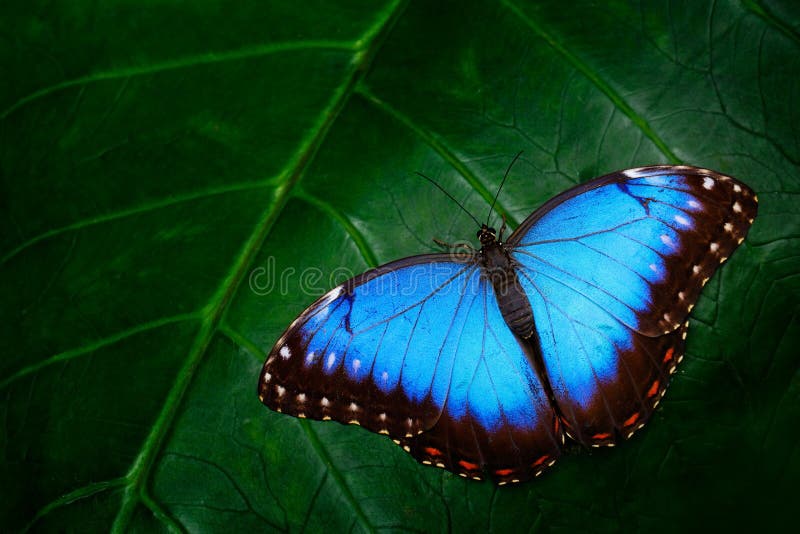 Μπλε Morpho, Morpho peleides, μεγάλη συνεδρίαση πεταλούδων στα πράσινα φύλλα, όμορφο έντομο στο βιότοπο φύσης, άγρια φύση, Αμαζόν στοκ εικόνες