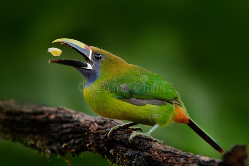 Μπλε-Toucanet, prasinus Aulacorhynchus, πορτρέτο λεπτομέρειας του πράσινου toucan πουλιού, βιότοπος φύσης, Κόστα Ρίκα beautiful b στοκ φωτογραφία με δικαίωμα ελεύθερης χρήσης