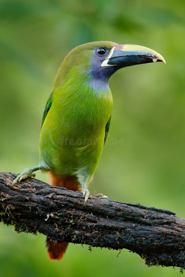 Μπλε-Toucanet, prasinus Aulacorhynchus, πράσινο toucan πουλί στο βιότοπο φύσης, εξωτικό ζώο στο τροπικό δάσος, Μεξικό στοκ εικόνα με δικαίωμα ελεύθερης χρήσης