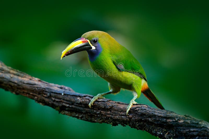 Μπλε-Toucanet, prasinus Aulacorhynchus, πράσινο toucan πουλί στο βιότοπο φύσης, εξωτικό ζώο στο τροπικό δάσος, Μεξικό στοκ φωτογραφία