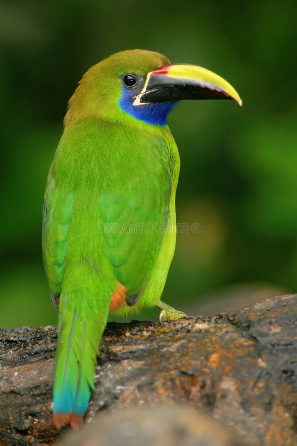 Μπλε-Toucanet, prasinus Aulacorhynchus, πράσινο toucan πουλί στο βιότοπο φύσης, Κόστα Ρίκα στοκ φωτογραφίες