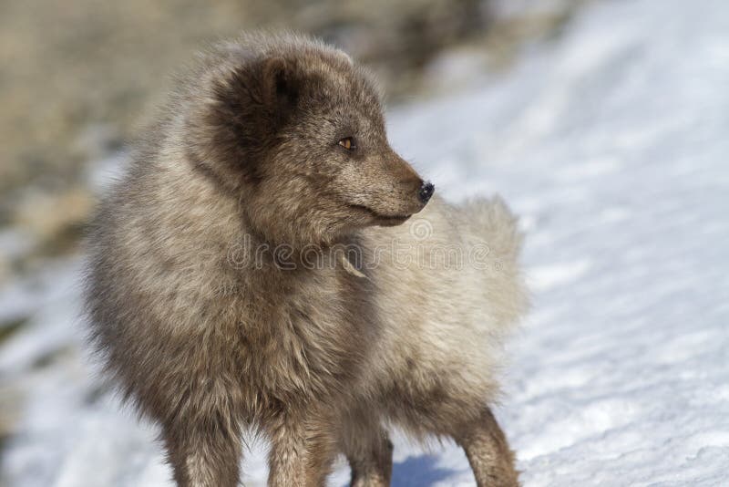 Commander's blue arctic fox who enthusiastically looking away. Commander's blue arctic fox who enthusiastically looking away