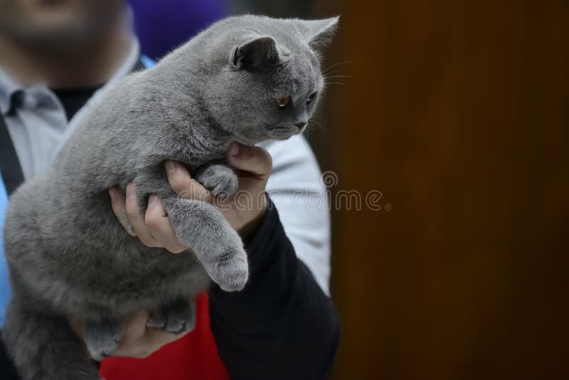 μπλε βρετανική γάτα shorthair στοκ εικόνες