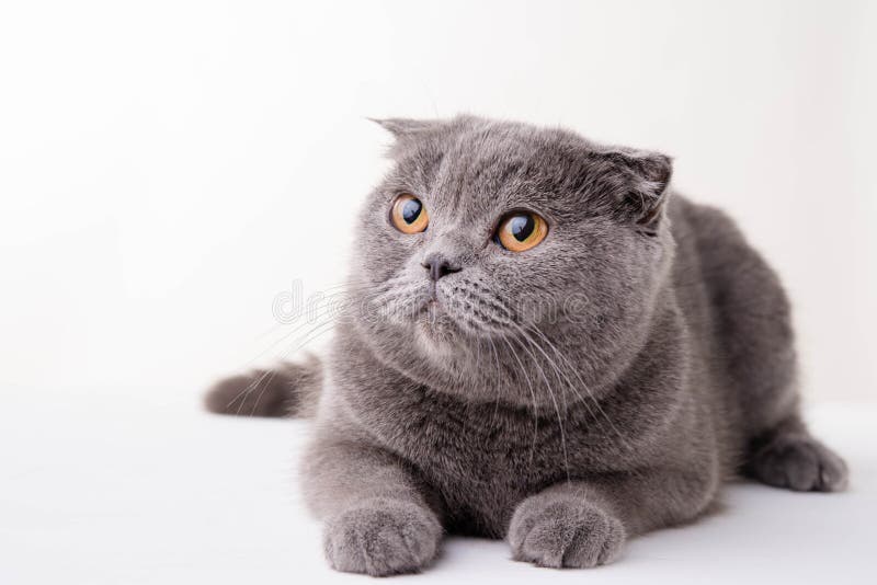 μπλε βρετανική γάτα shorthair στοκ εικόνες