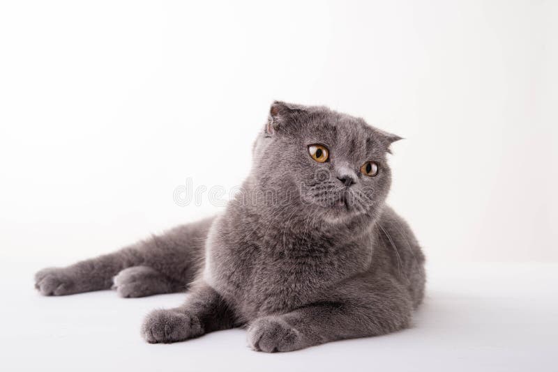 μπλε βρετανική γάτα shorthair στοκ φωτογραφίες