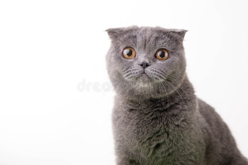 μπλε βρετανική γάτα shorthair στοκ φωτογραφίες