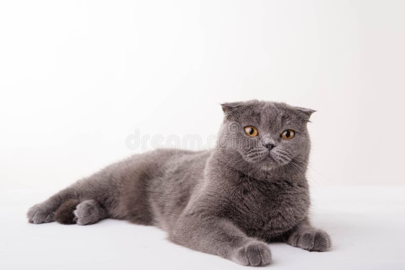 μπλε βρετανική γάτα shorthair στοκ φωτογραφία