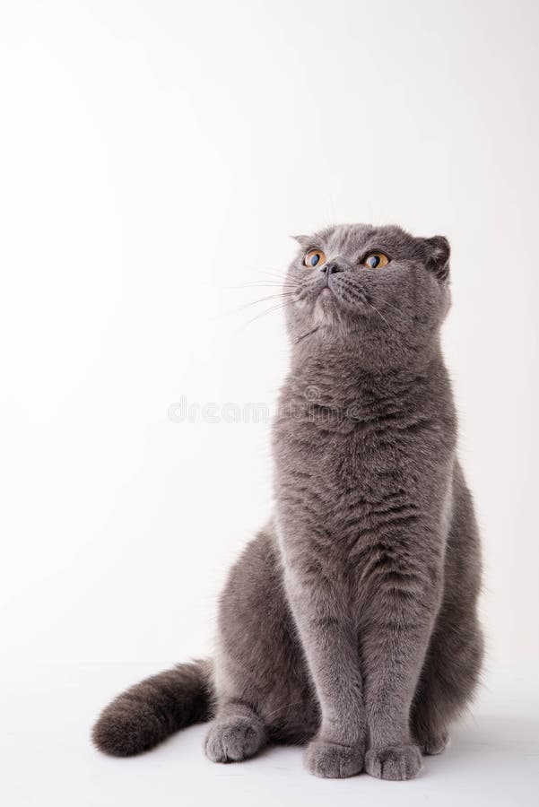 μπλε βρετανική γάτα shorthair στοκ φωτογραφία
