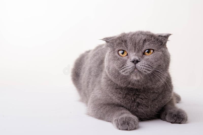 μπλε βρετανική γάτα shorthair στοκ φωτογραφία