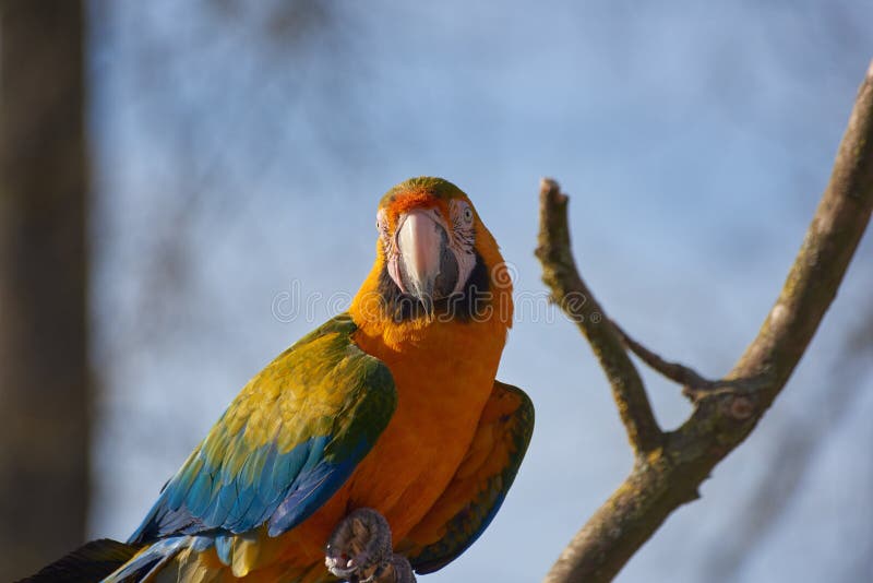 Μπλε και κίτρινος παπαγάλος Macaw που κοιτάζει επίμονα από έναν κλάδο στοκ εικόνα Μπλε και κίτρινος παπαγάλος Macaw που κοιτάζει επίμονα από έναν κλάδο στοκ εικόνα