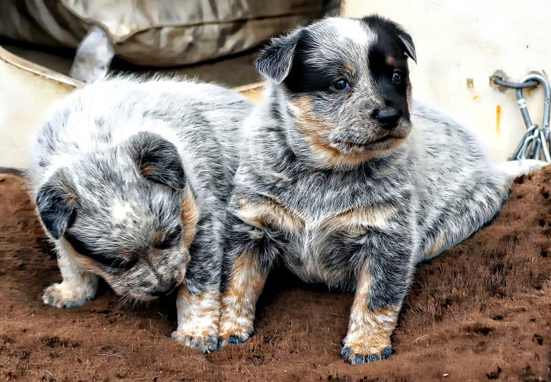 Blue Heelers are one of the easiest dog breeds to train in the world today. We carry the very best, well marked puppies on the market for color, size and disposition. Our pups carry rich blue coats. Perfect tan points on the face, chest, and feet. To go with their exceptional black patch placements. This breed is a lot of fun to have. There technical name is the Australian Cattle Dog. Being bred to work livestock has made them a smart cow dog with a high degree of super intelligence in a world of be fast and smart or get injured or worse... they could die. Australia is the place of origins that has the Dingo Wild Dog bred with a Blue Collie, and 3 other breeds for refining to get the Blue Heeler we know today. From there these great dogs were imported to Canada and then they eventually made it to our house here in Saskatchewan. Blue Heelers are one of the easiest dog breeds to train in the world today. We carry the very best, well marked puppies on the market for color, size and disposition. Our pups carry rich blue coats. Perfect tan points on the face, chest, and feet. To go with their exceptional black patch placements. This breed is a lot of fun to have. There technical name is the Australian Cattle Dog. Being bred to work livestock has made them a smart cow dog with a high degree of super intelligence in a world of be fast and smart or get injured or worse... they could die. Australia is the place of origins that has the Dingo Wild Dog bred with a Blue Collie, and 3 other breeds for refining to get the Blue Heeler we know today. From there these great dogs were imported to Canada and then they eventually made it to our house here in Saskatchewan.