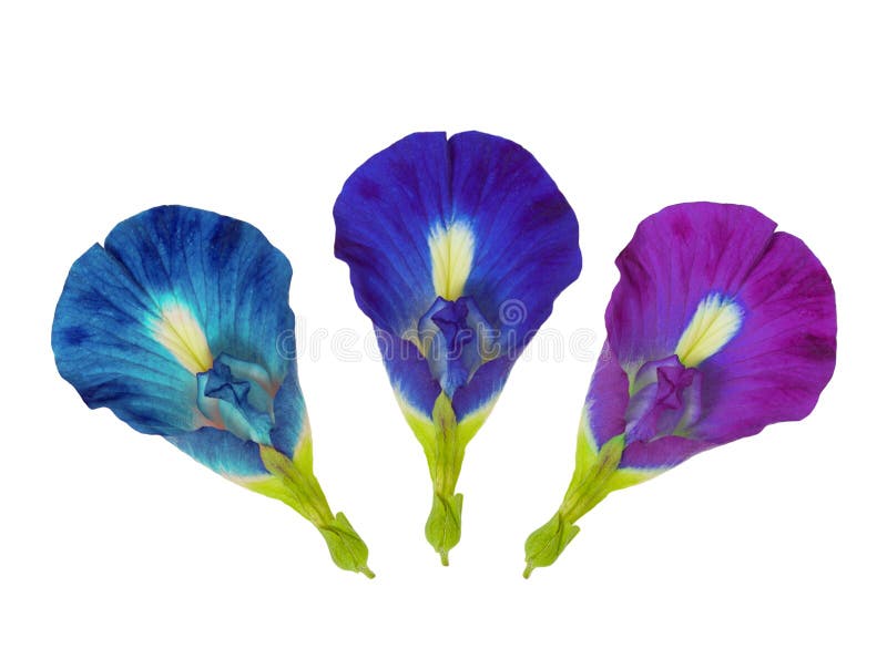 Μπλε λουλούδι μπιζελιών πεταλούδων τρία που απομονώνεται στο λευκό