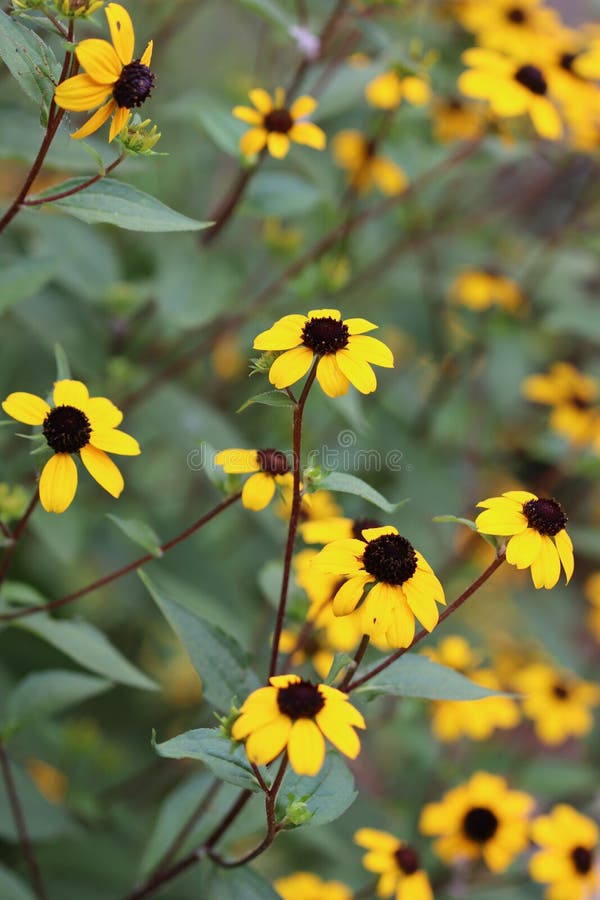 Black-eyed Susan patch, vertical orientation. Black-eyed Susan patch, vertical orientation