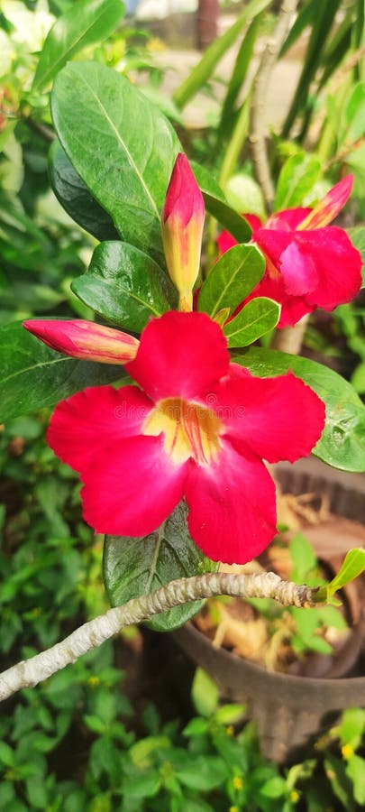 μπαχρέιν κόκκινο λουλούδι χόρτο