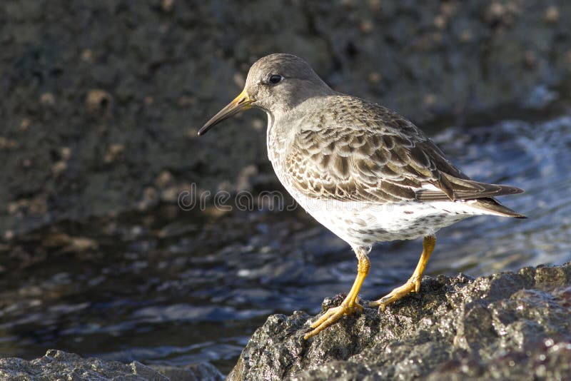 Commander's Rock sandpiper which stands on a rock at low tide on the Pacific coast. Commander's Rock sandpiper which stands on a rock at low tide on the Pacific coast