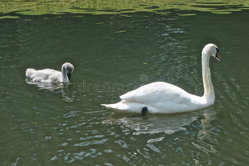 Blair Athol, Scotland: Mute swan, aka Cygnus cygnus, and signet in a pond in the garden at Blair Castle, a 13th-century stronghold in the Scottish Highlands. Blair Athol, Scotland: Mute swan, aka Cygnus cygnus, and signet in a pond in the garden at Blair Castle, a 13th-century stronghold in the Scottish Highlands.