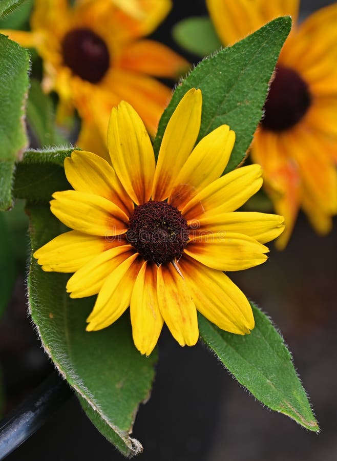 Flower, Black-eyed Susan, Yellow petals, dark center.North American flowering plant. Native to Eastern and Central North America. Flower, Black-eyed Susan, Yellow petals, dark center.North American flowering plant. Native to Eastern and Central North America