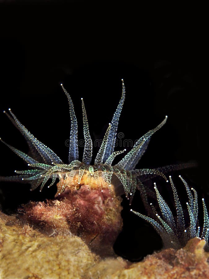 Underwater photo of an blue anemone at night. Underwater photo of an blue anemone at night